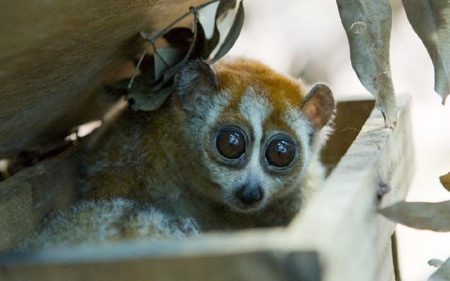 Cu Chi Wildlife Rescue Station tour